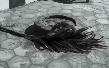 Prefeitura de União dos Palmares repudia vandalismo contra arborização da cidade