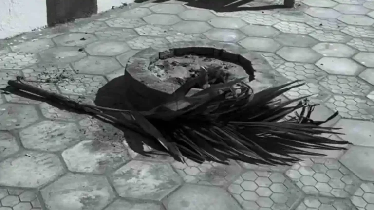 Prefeitura de União dos Palmares repudia vandalismo contra arborização da cidade